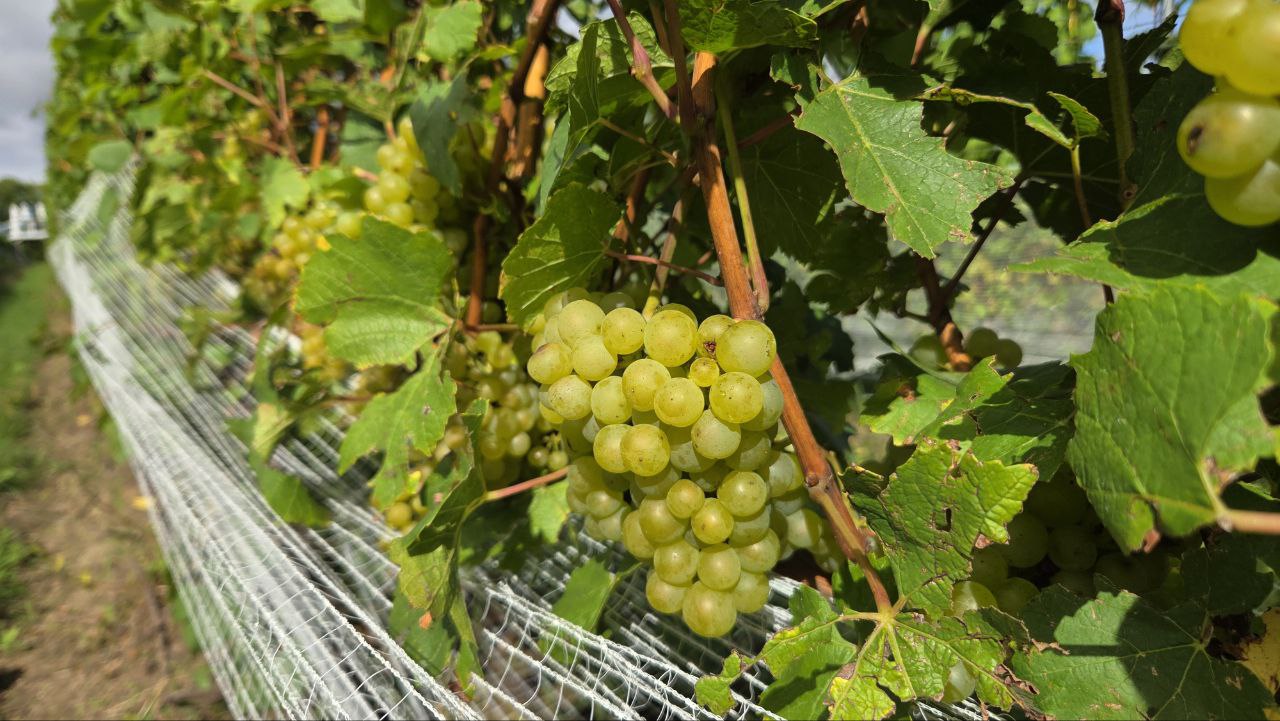 Frontenac grapes hanging from a vine.